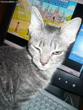 Pc Gamer - Molly