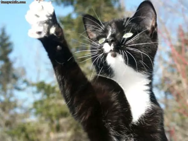 Reaching Out Cat