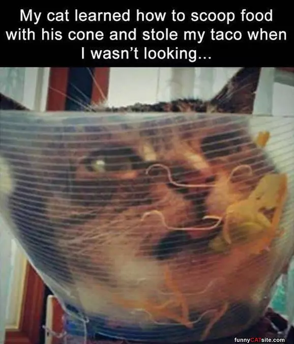 My Taco Now