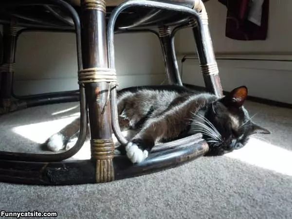Asleep In The Sun