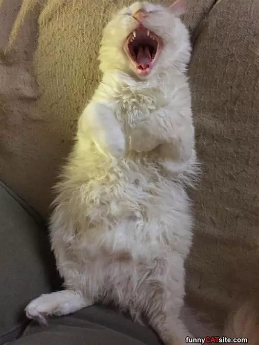 Harrrrr Harrr Har