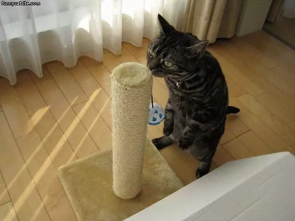Sniff Sniff