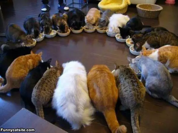 Lots Of Noms