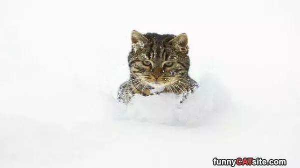 No Amused