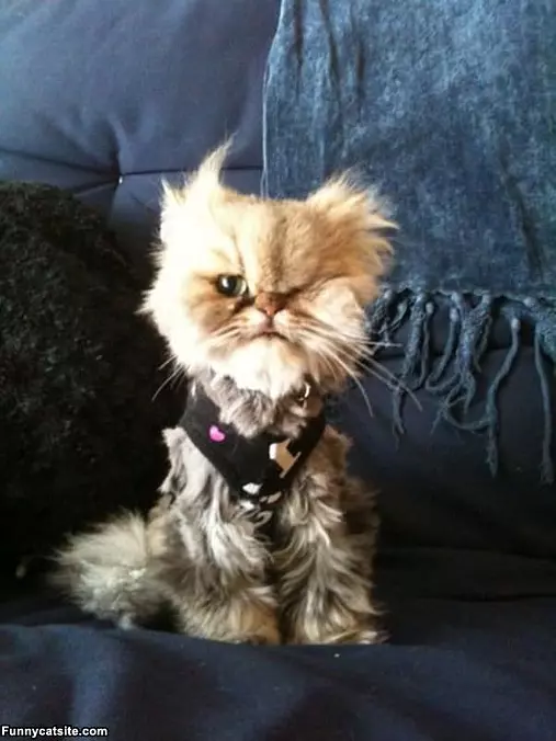 Crazy Looking Cat