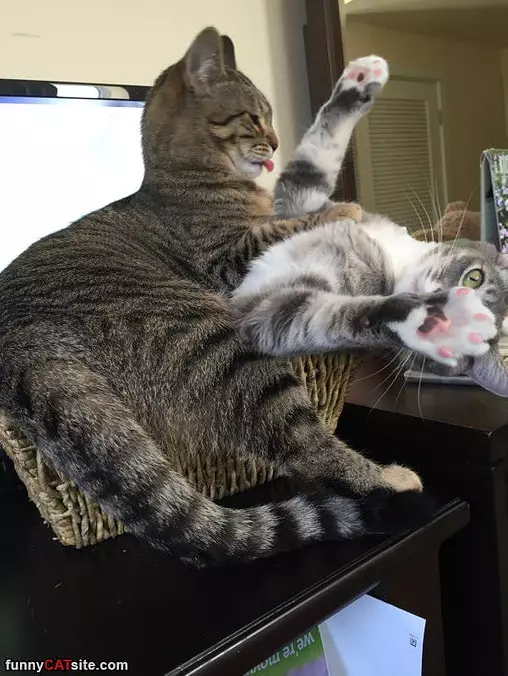 Cat Play Time