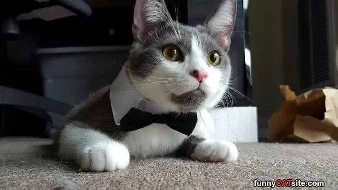 Bow Tie