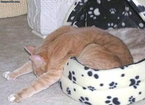 Too Tired To Move
