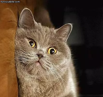 Funny Cat Face