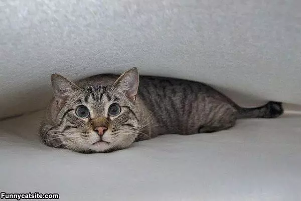My Fort