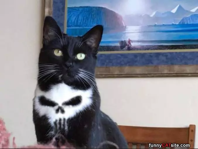 Nice Bow Tie