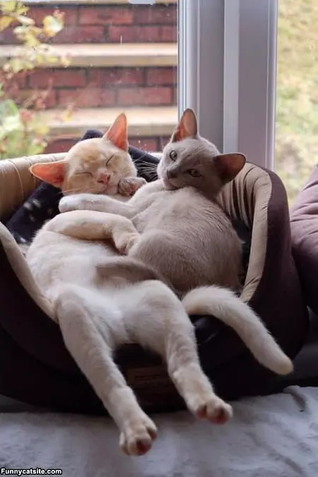 Lounging Cats