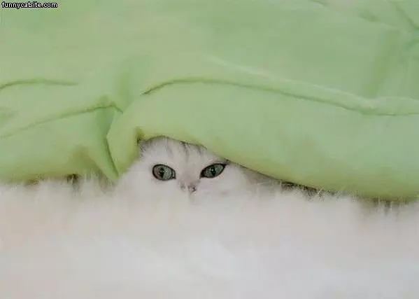 Blending In