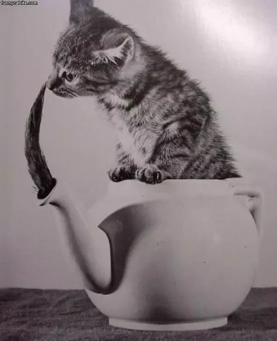 Cat Tail