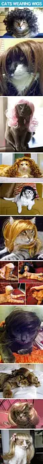 Cats Wearing Wigs