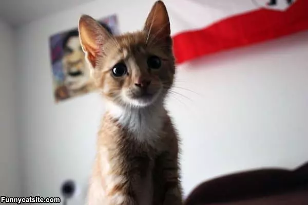 Such Sad Eyes