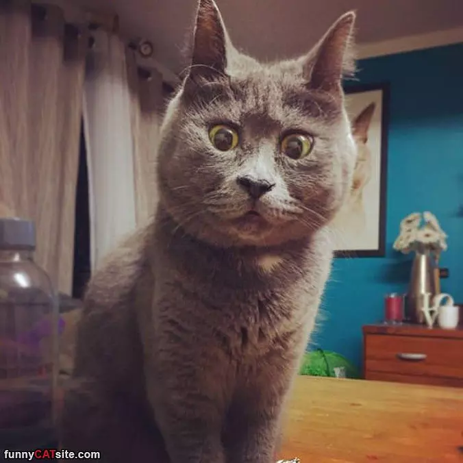 Super Surprised Cat