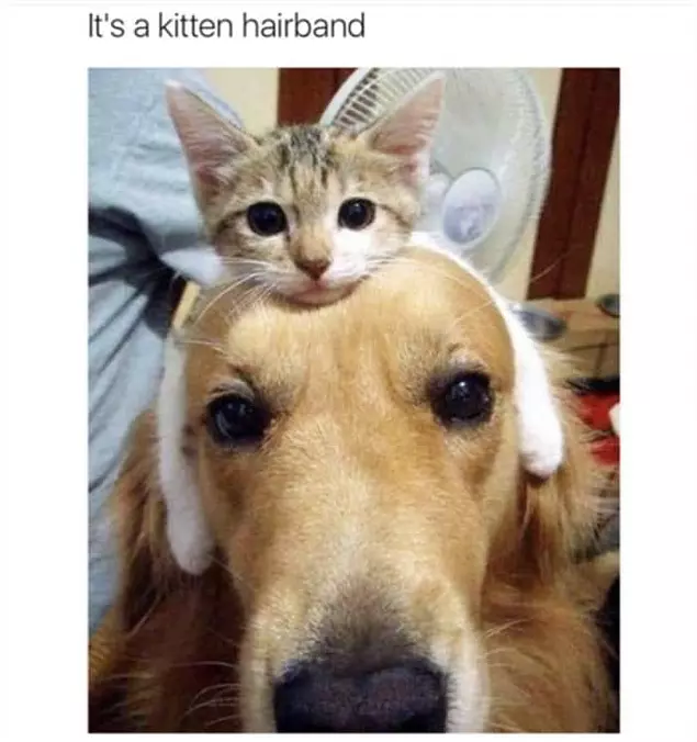 A Kitten Hairband