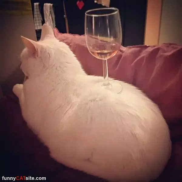 Glass Of Wine
