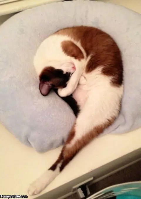 So Curled Up