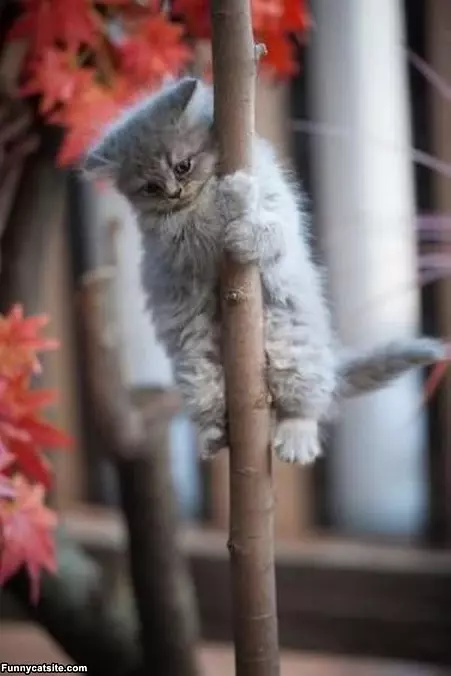 Tree Climber Cat