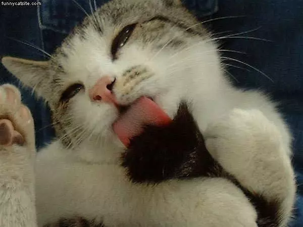 I Has A Flavor