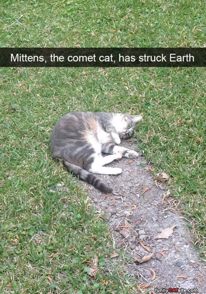 Mittens Has Struck Earth