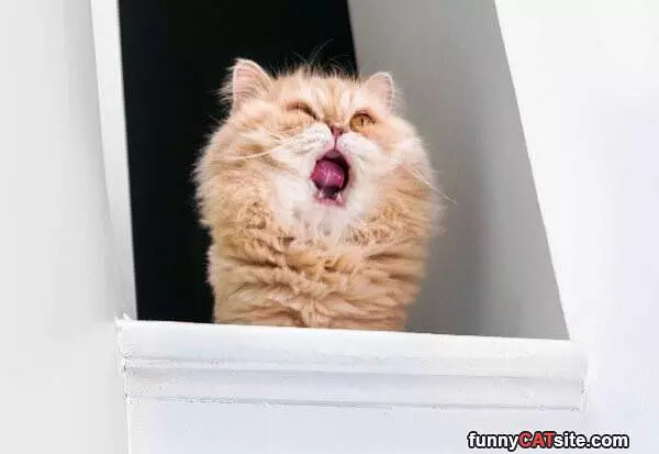 Hear Me Roar
