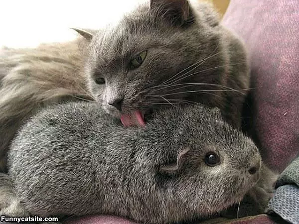 Licky Lick