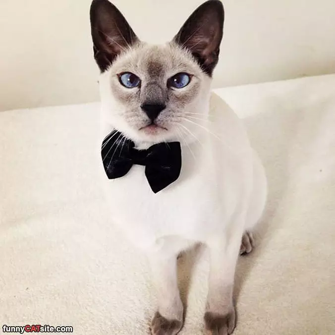 Dressed For Success