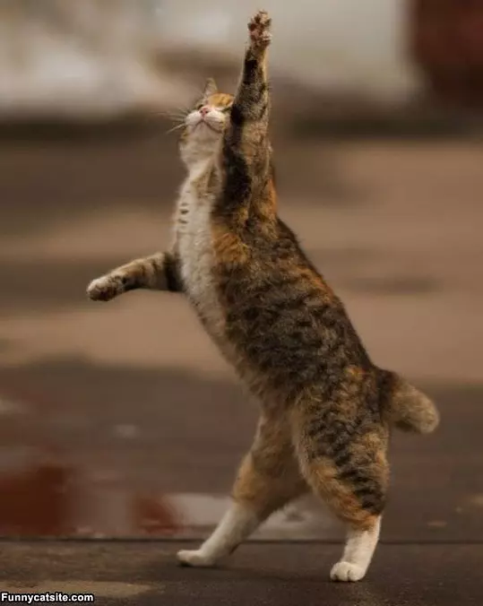 Boogie Down