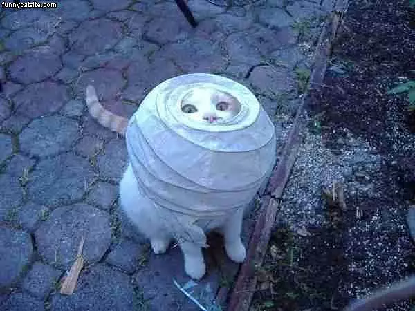 Space Cat
