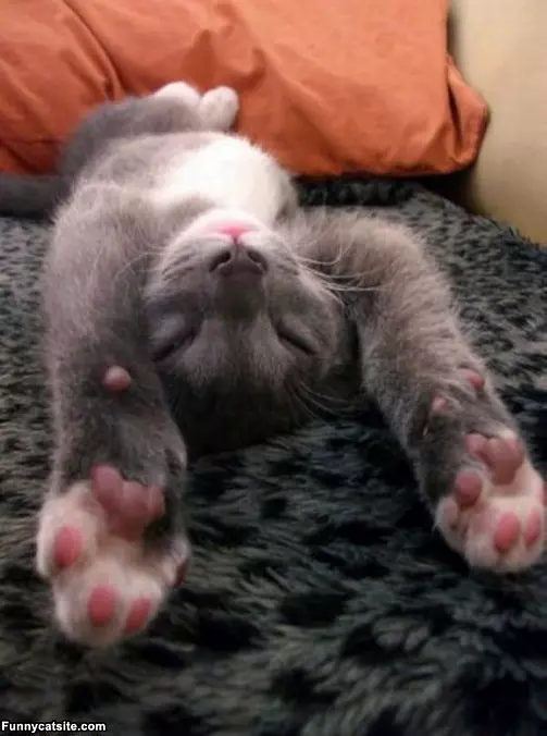 Full Cat Stretch