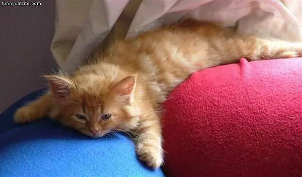 Cat On Pillows
