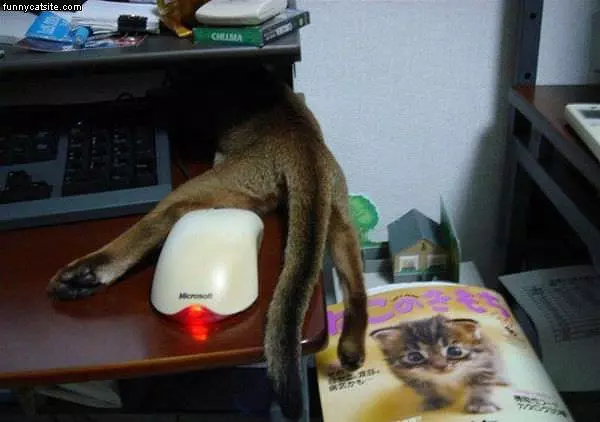 Cat Found A Spot