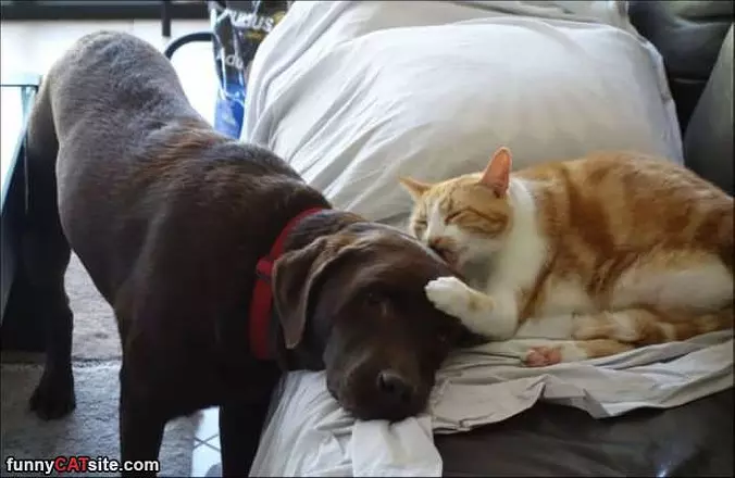Let Me Get That For You