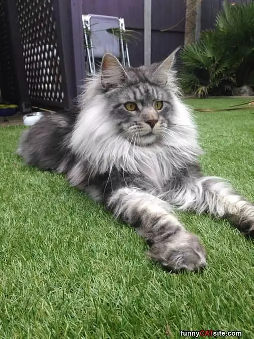 So Fuzzy And Majestic