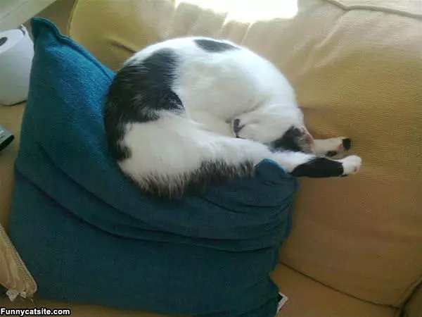 I Sleep However I Want