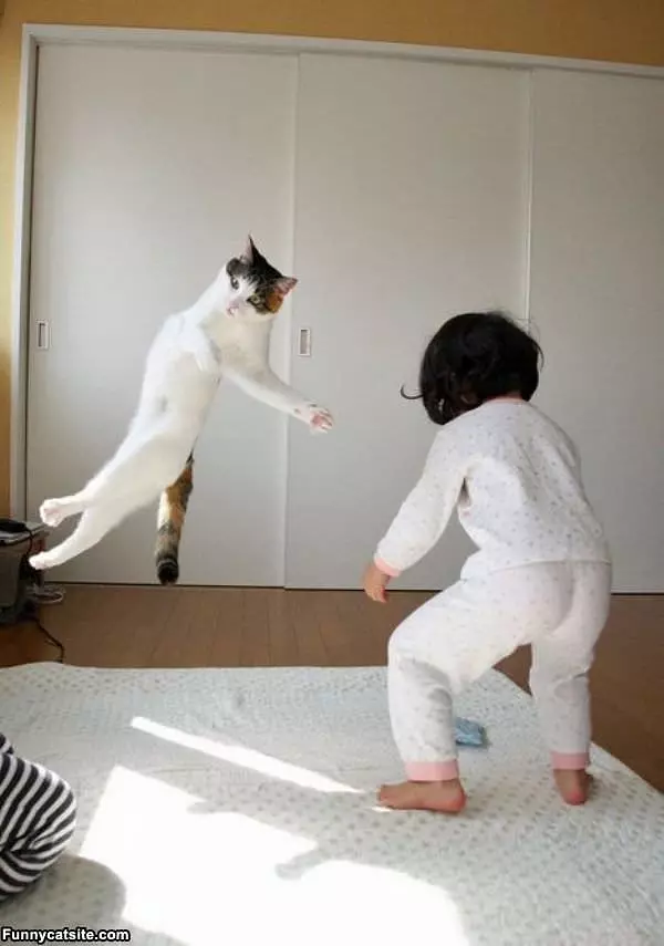 Flying Ninja Cat