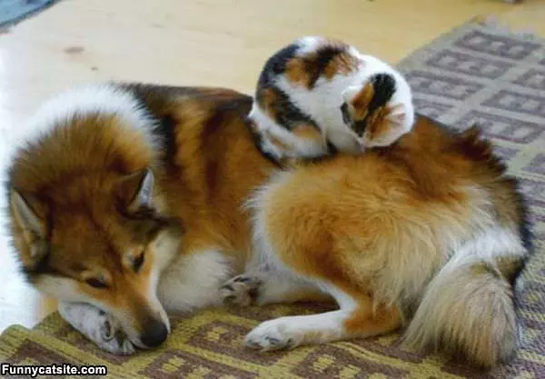 Doggy Bed