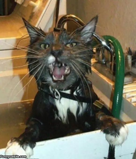 I Hate Baths