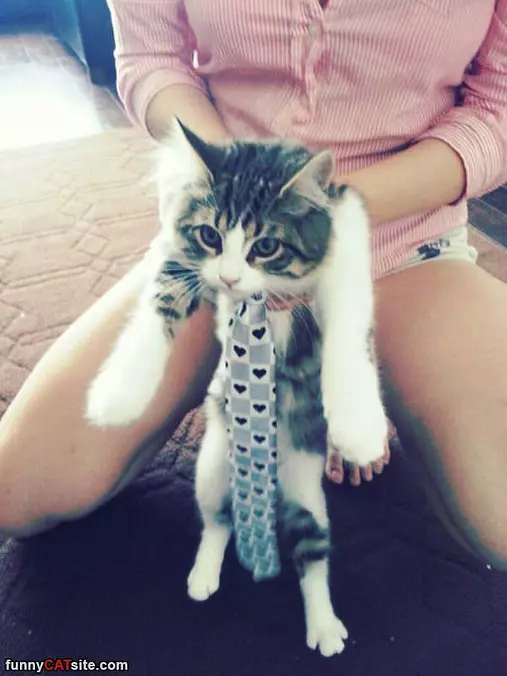 Tied Up