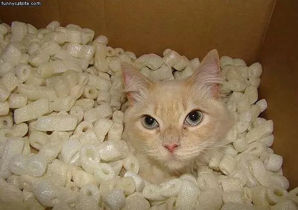 Popcorn Cat