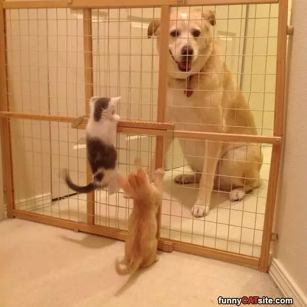 Let Us Out Man