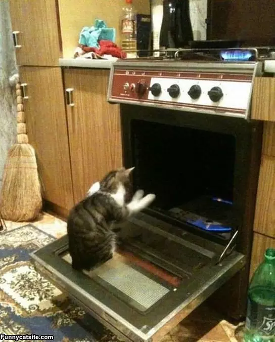 Just Warming My Paws
