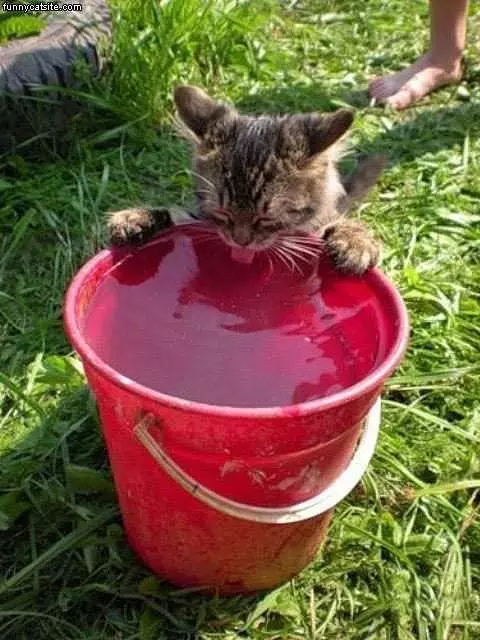 Cats Bucket Of Water