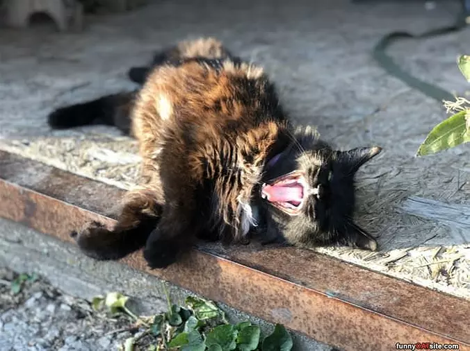 Raaaaawr