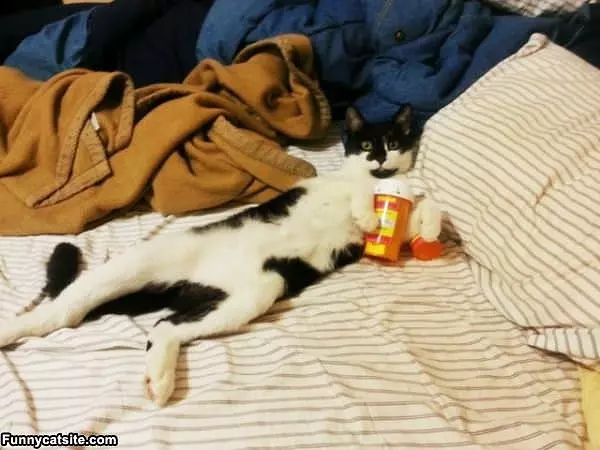 Is This The Catnip