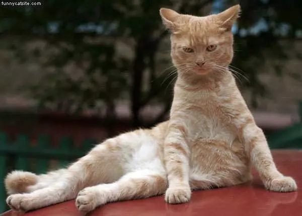 This Cat Doesnt Care