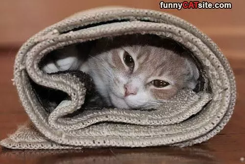 I Am A Burrito